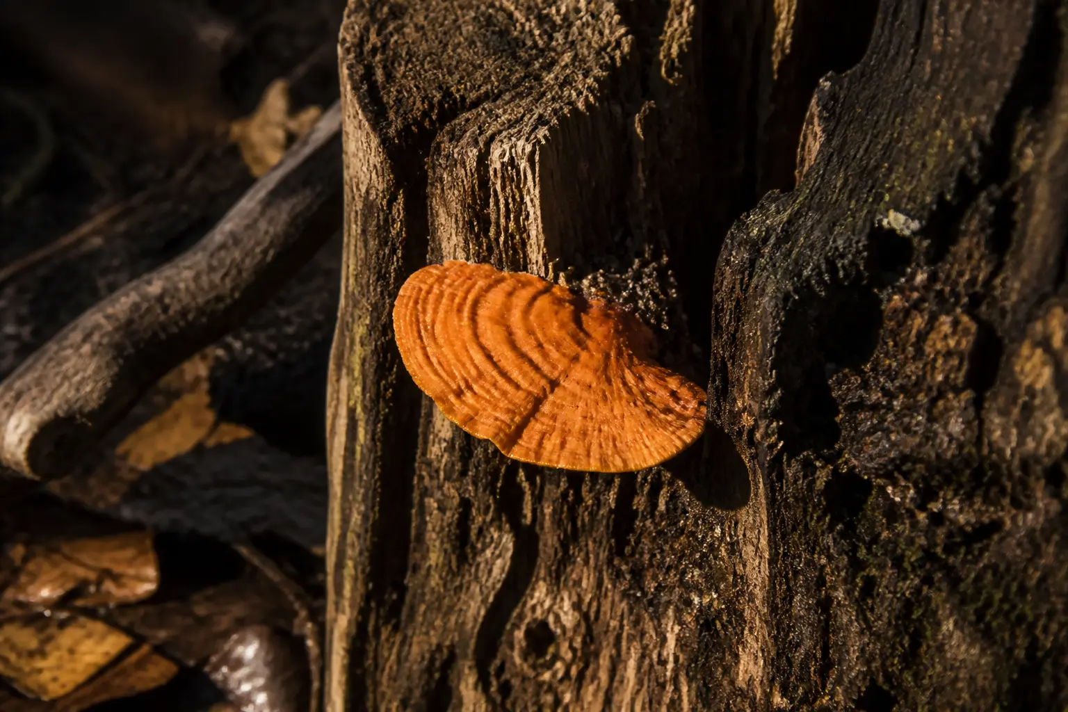 Champignon orange sur bois mort sur une souche humide, signe de décomposition dans un jardin après la pluie