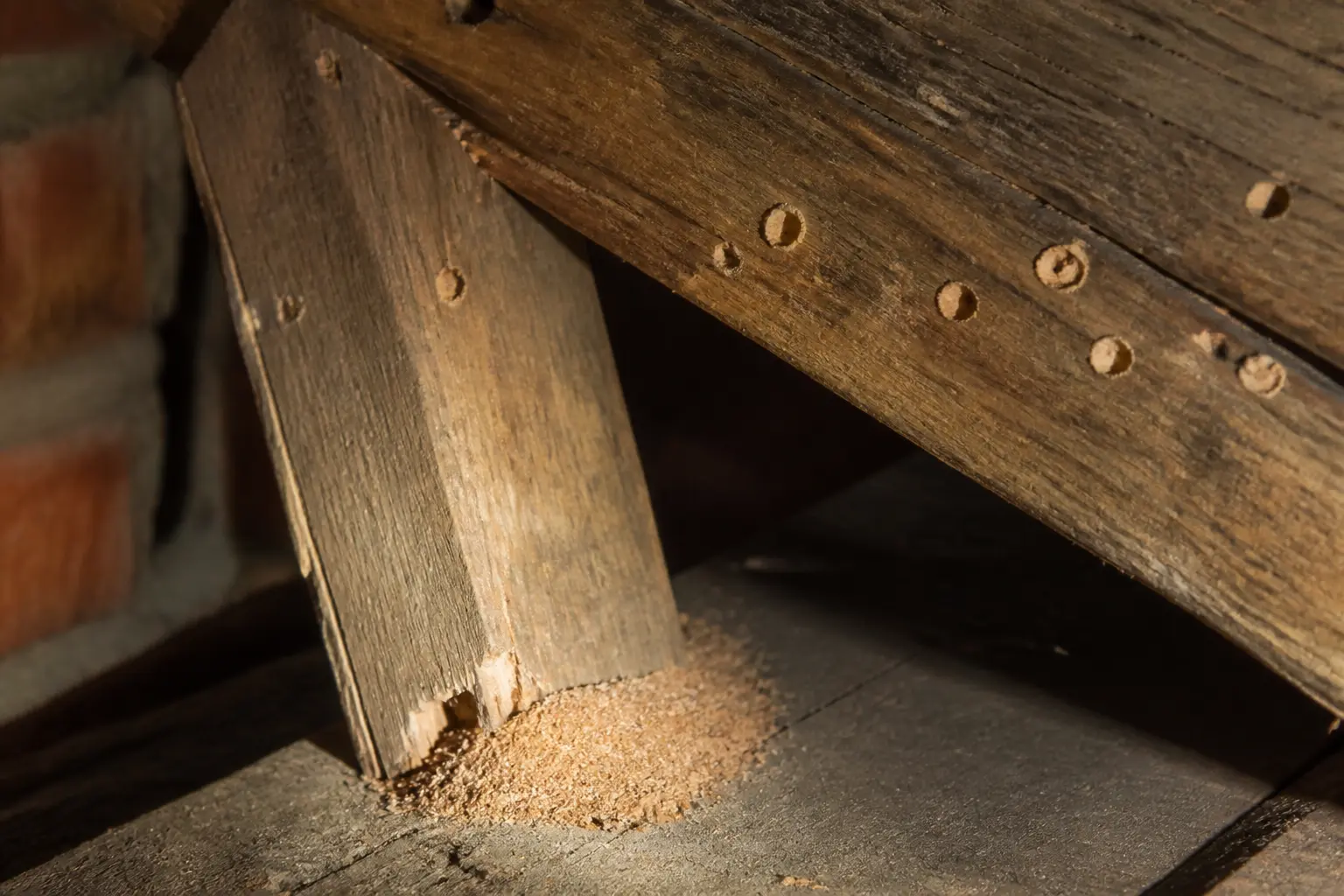 Inspection d’une poutre de grenier avant traitement charpente bois, avec trous anciens et frass frais visible